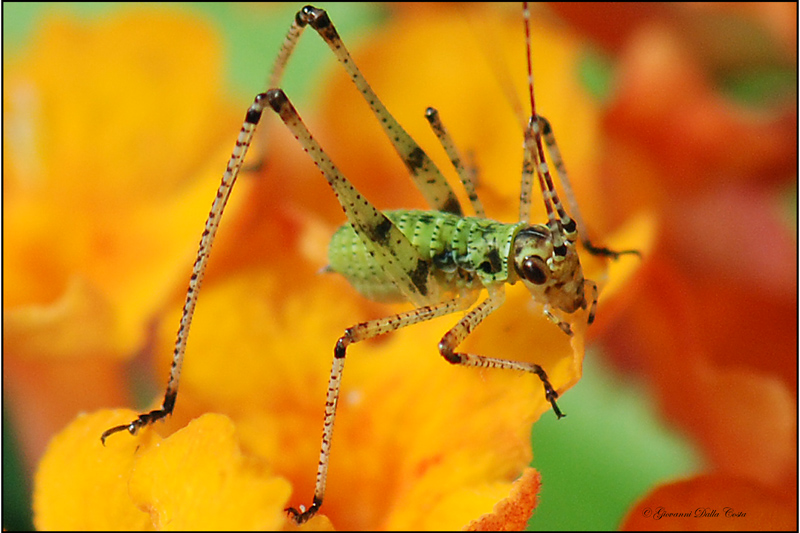 Phaneroptera sp. (neanide)